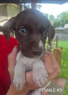 German Short-haired Pointer - Photo 4