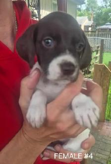 German Short-haired Pointer - Photo 5