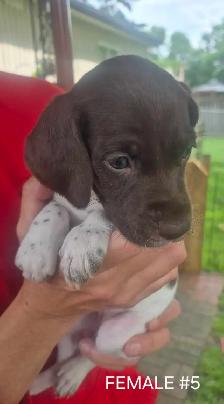 German Short-haired Pointer - Photo 6