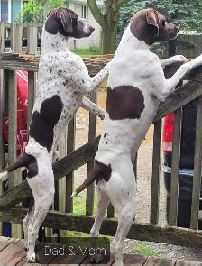 German Short-haired Pointer - Photo 7