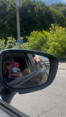 Dog Walker/Pet Sitter - Photo 2