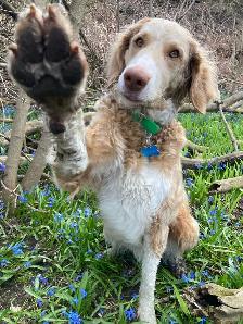 Dog Walker/Pet Sitter - Photo 7