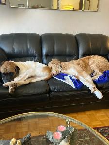 Dog Walker/Pet Sitter - Photo 9