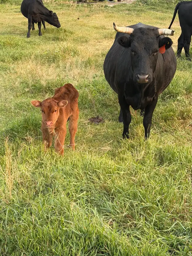 Dexter X angus cow/calf pairs