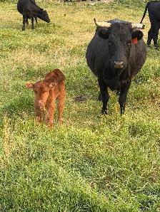 Dexter X angus cow/calf pairs