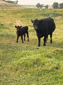 Dexter X angus cow/calf pairs - Photo 2