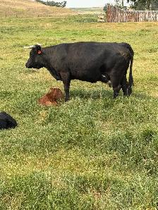 Dexter X angus cow/calf pairs - Photo 3