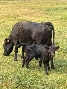 Dexter X angus cow/calf pairs - Photo 4