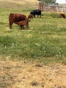 Dexter X angus cow/calf pairs - Photo 5