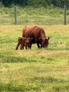 Dexter X angus cow/calf pairs - Photo 6