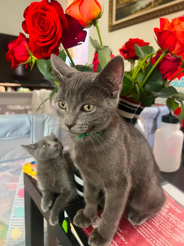 Summer Sale Gray Male Kittens- only $250