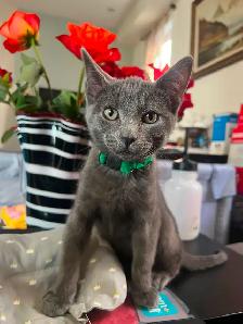 Summer Sale Gray Male Kittens- only $250 - Photo 2