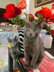 Summer Sale Gray Male Kittens- only $250 - Photo 3