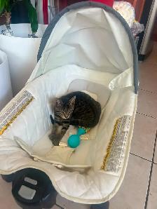 Summer Sale Gray Male Kittens- only $250 - Photo 4