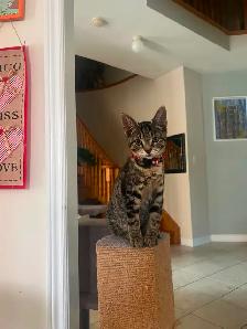Summer Sale Gray Male Kittens- only $250 - Photo 8