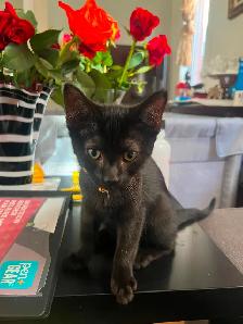 Summer Sale Gray Male Kittens- only $250 - Photo 9