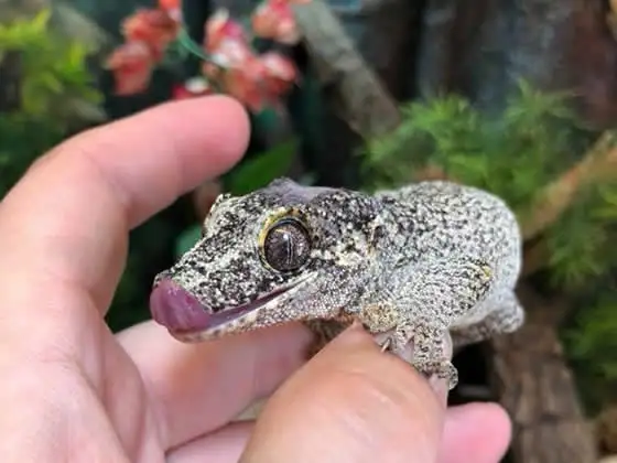 Who Will Look After Your Reptiles/Amphibs While You Are Away?