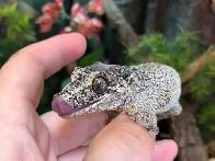 Who Will Look After Your Reptiles/Amphibs While You Are Away?