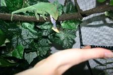 Who Will Look After Your Reptiles/Amphibs While You Are Away? - Photo 2