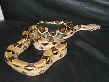 Who Will Look After Your Reptiles/Amphibs While You Are Away? - Photo 3