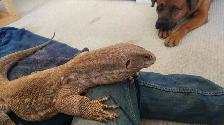 Who Will Look After Your Reptiles/Amphibs While You Are Away? - Photo 7