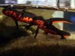 I Help Reptile & Amphib Breeders in Calgary - Photo 5