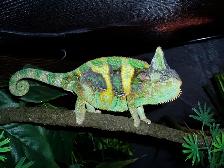 I Help Reptile & Amphib Breeders in Calgary - Photo 7