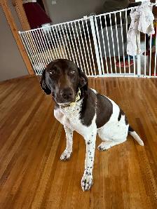 UKC Registered German Shorthair Pointer Puppies - Photo 2