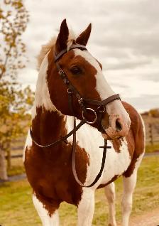 sport cross for a new home - Photo 4