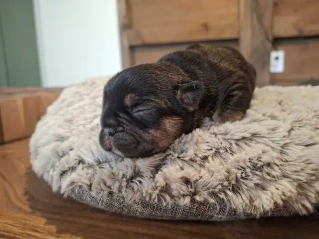 French Bulldog  Puppies