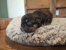 French Bulldog  Puppies