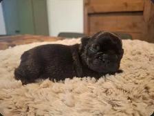 French Bulldog  Puppies - Photo 2
