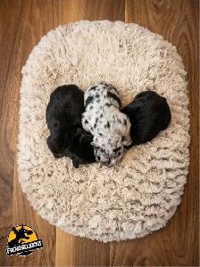 French Bulldog  Puppies - Photo 3