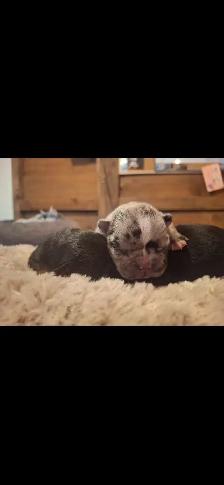 French Bulldog  Puppies - Photo 4