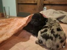 French Bulldog  Puppies - Photo 5