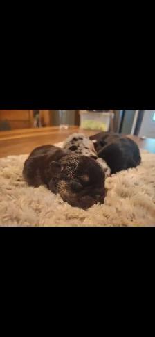 French Bulldog  Puppies - Photo 6
