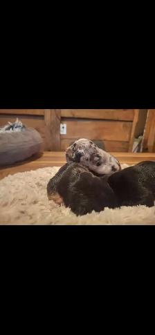 French Bulldog  Puppies - Photo 7