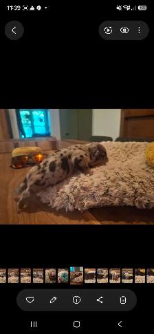 French Bulldog  Puppies - Photo 8