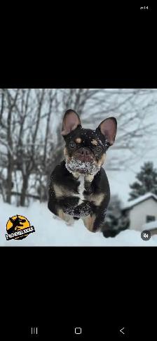 French Bulldog  Puppies - Photo 9
