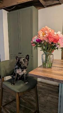 French Bulldog  Puppies - Photo 10