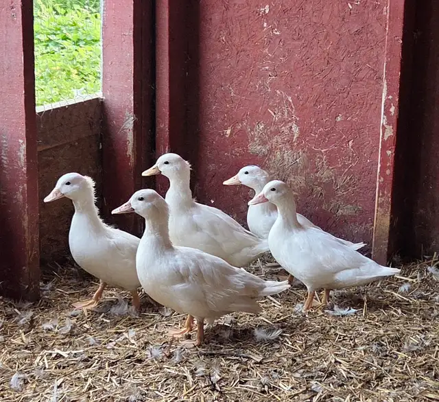 Call Duck Breeding Group