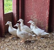 Call Duck Breeding Group