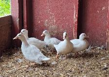 Call Duck Breeding Group - Photo 2
