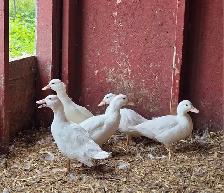 Call Duck Breeding Group - Photo 3