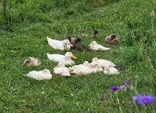 Call Duck Breeding Group - Photo 4