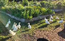 Call Duck Breeding Group - Photo 5