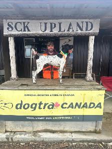 Registered German Shorthair Pointer puppies