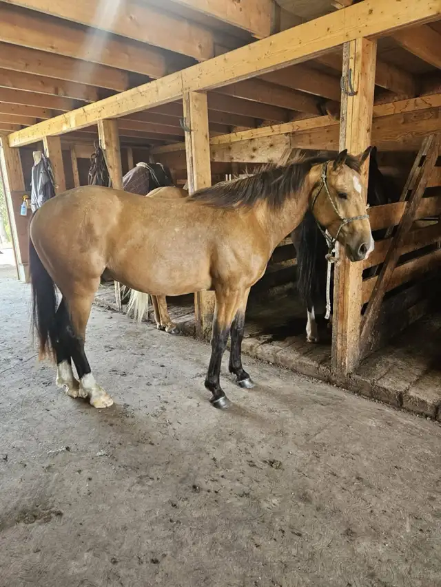 3 Year Old Draft X Gelding