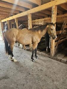 3 Year Old Draft X Gelding