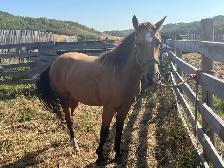 3 Year Old Draft X Gelding - Photo 2